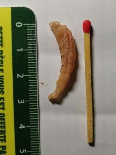 Réf. 246 284 : Dermatobia hominis